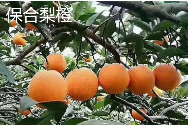 重庆市潼南县的特产，潼南萝卜具有无公害等特色