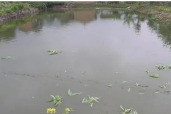 养殖花鲢要注意什么，水温达到6-8℃再放苗