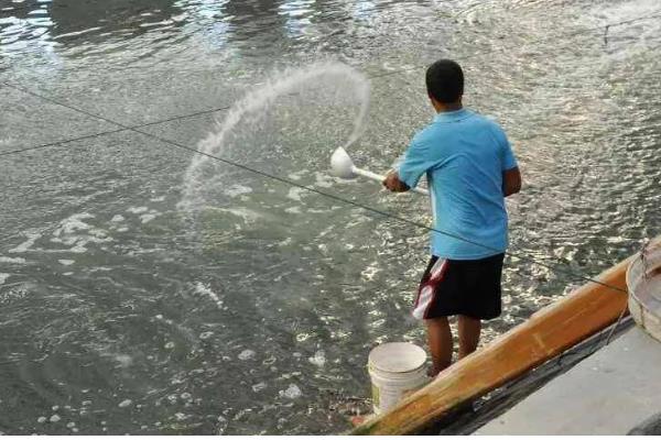 养殖花鲢要注意什么，水温达到6-8℃再放苗