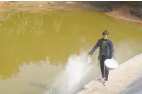 养殖花鲢要注意什么，水温达到6-8℃再放苗