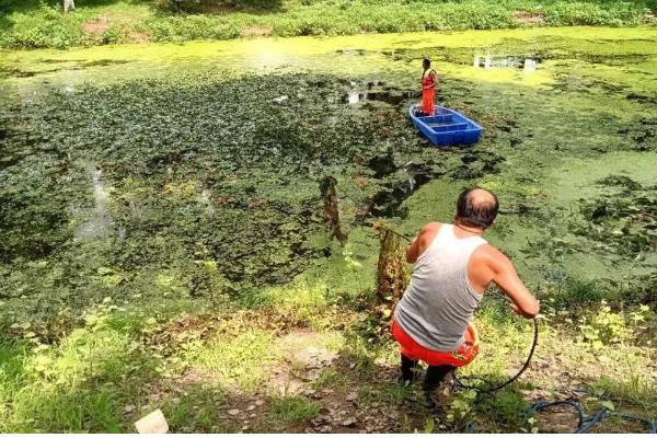 养殖花鲢要注意什么，水温达到6-8℃再放苗