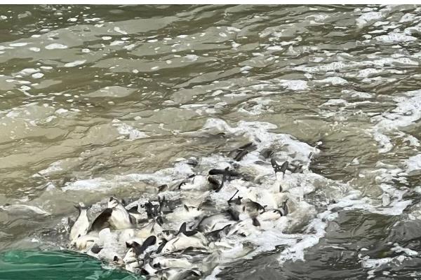 养殖花鲢要注意什么，水温达到6-8℃再放苗