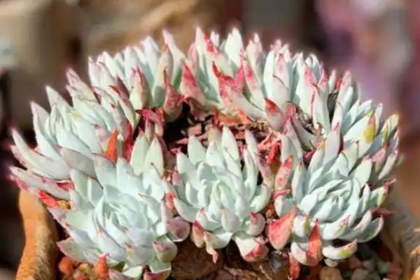 仙女杯度夏的方式，移到较凉快的地方养护