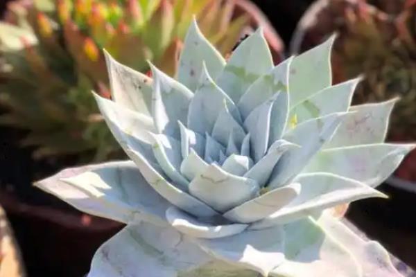 仙女杯度夏的方式，移到较凉快的地方养护