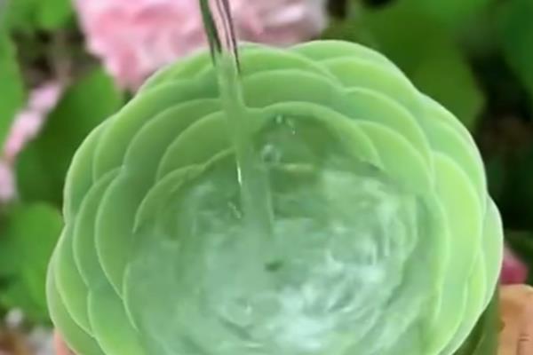 仙女杯度夏的方式，移到较凉快的地方养护