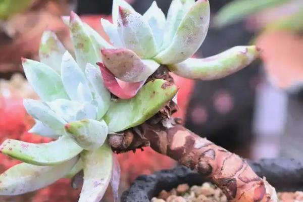 仙女杯度夏的方式，移到较凉快的地方养护