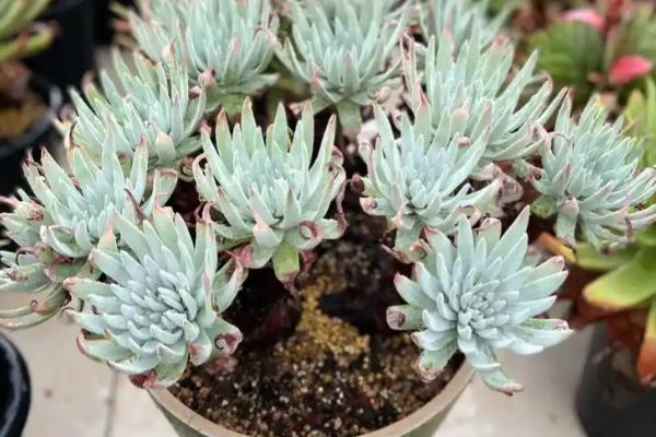 仙女杯度夏的方式，移到较凉快的地方养护