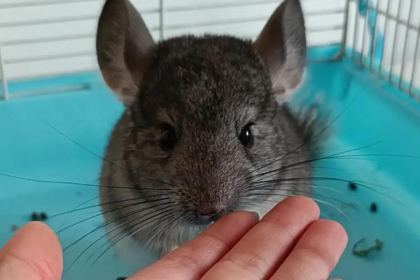 龙猫怀孕后要注意什么，分开饲养可避免它因争斗而流产