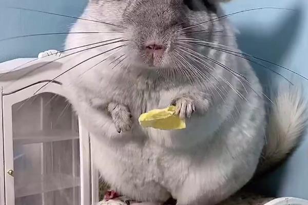 龙猫怀孕后要注意什么，分开饲养可避免它因争斗而流产