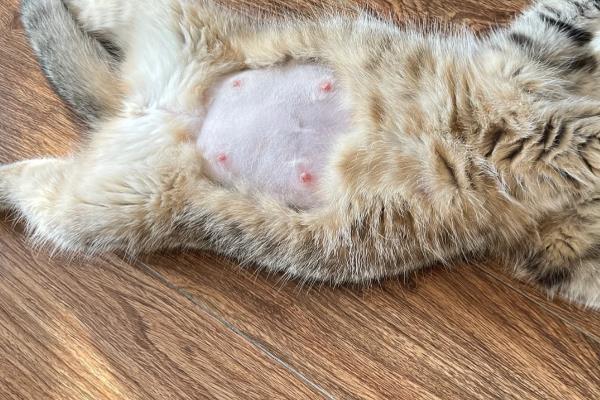 龙猫怀孕后要注意什么，分开饲养可避免它因争斗而流产