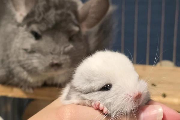 龙猫怀孕后要注意什么，分开饲养可避免它因争斗而流产