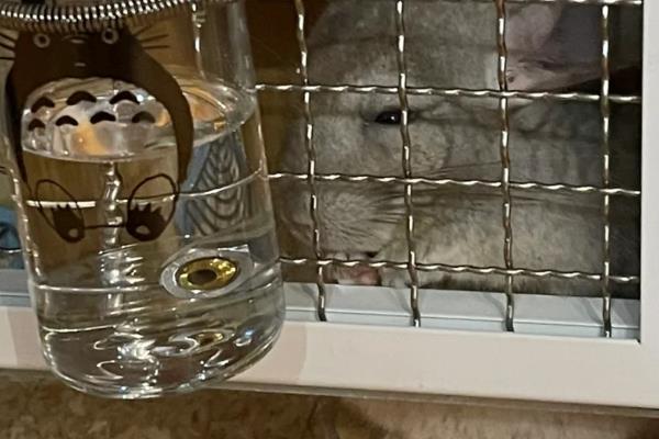 龙猫怀孕后要注意什么，分开饲养可避免它因争斗而流产
