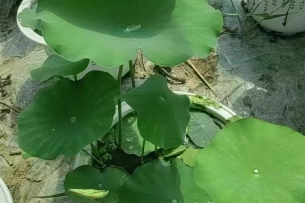 莲花籽的水培方法，催芽后播入荷塘泥中并注水