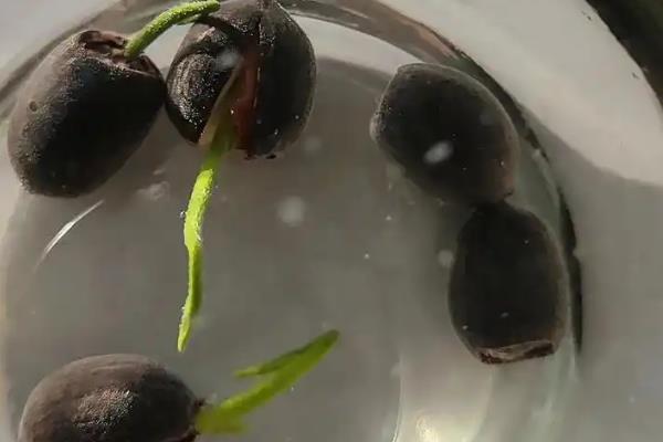莲花籽的水培方法，催芽后播入荷塘泥中并注水