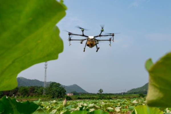 莲花籽的水培方法，催芽后播入荷塘泥中并注水