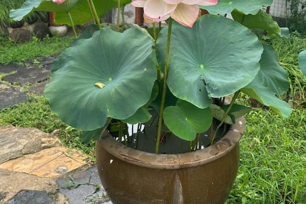 莲花籽的水培方法，催芽后播入荷塘泥中并注水