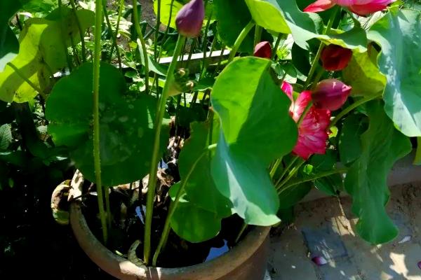 莲花籽的水培方法，催芽后播入荷塘泥中并注水