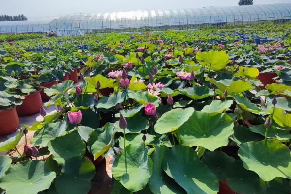 莲花籽的水培方法，催芽后播入荷塘泥中并注水