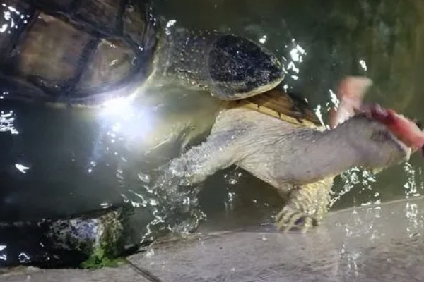 鳄鱼龟产下的蛋怎么孵化，需要人工孵化