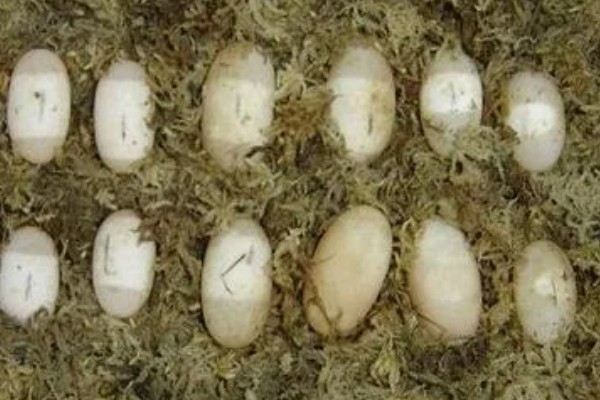 鳄鱼龟产下的蛋怎么孵化，需要人工孵化