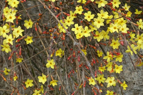 迎春花为什么叶子发红，可能是植株受冻、土壤不适等因素所致