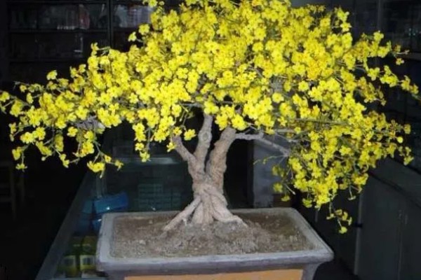 迎春花为什么叶子发红，可能是植株受冻、土壤不适等因素所致