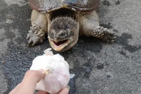 鳄鱼龟产下的蛋怎么孵化，需要人工孵化