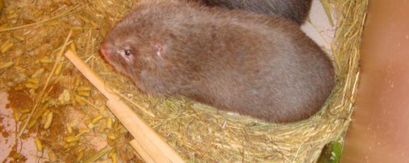 判断竹鼠是否怀孕的方法，母鼠食欲增加、腹部增大就表示怀孕