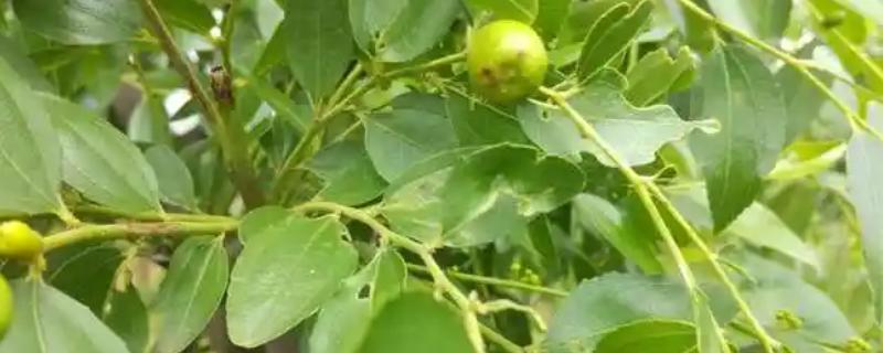 枣树绿盲蝽危害特征，叶芽先呈现失绿斑点