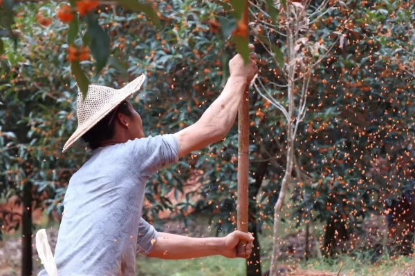 桂花九曲红梅如何制作，要将杂质去掉后再阴干