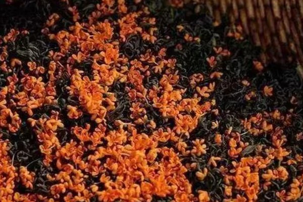 桂花九曲红梅如何制作，要将杂质去掉后再阴干