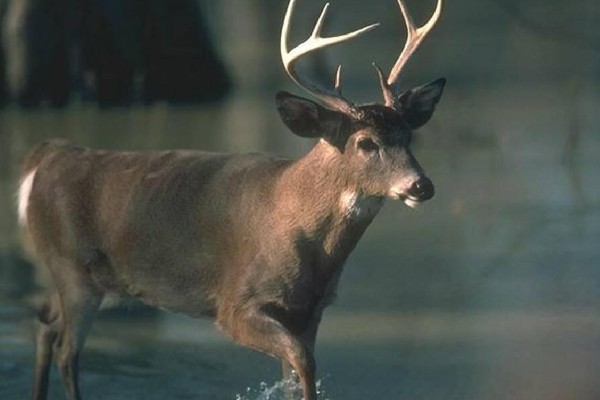 什么动物是没有方向感的，是指麋鹿