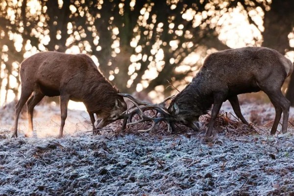 什么动物是没有方向感的，是指麋鹿