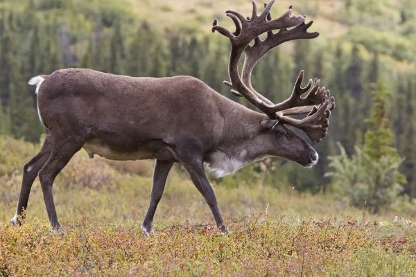 什么动物是没有方向感的，是指麋鹿