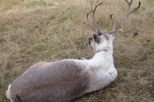 什么动物是没有方向感的，是指麋鹿