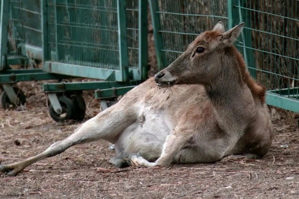 什么动物是没有方向感的，是指麋鹿