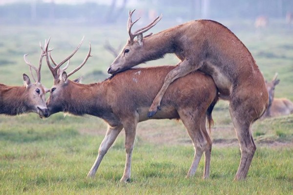 什么动物是没有方向感的，是指麋鹿