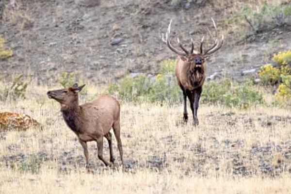什么动物是没有方向感的，是指麋鹿