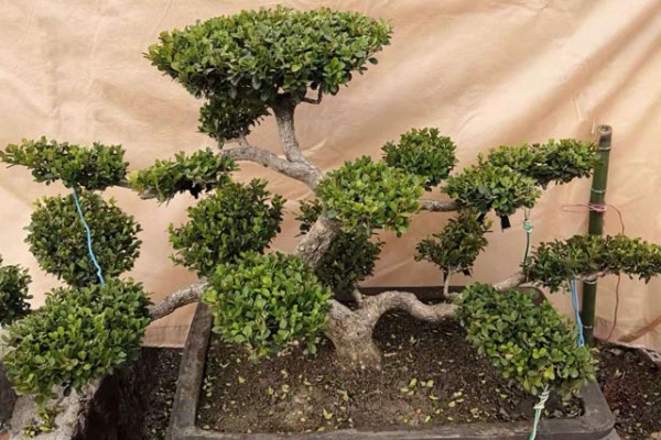 小叶黄杨怎么养殖，生长期间每周浇水2-3次