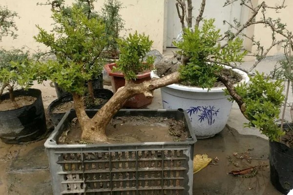 小叶黄杨怎么养殖，生长期间每周浇水2-3次