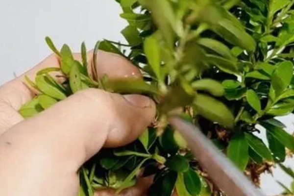 小叶黄杨怎么养殖，生长期间每周浇水2-3次