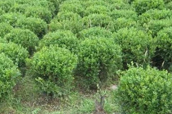 小叶黄杨怎么养殖，生长期间每周浇水2-3次