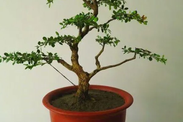 小叶黄杨怎么养殖，生长期间每周浇水2-3次