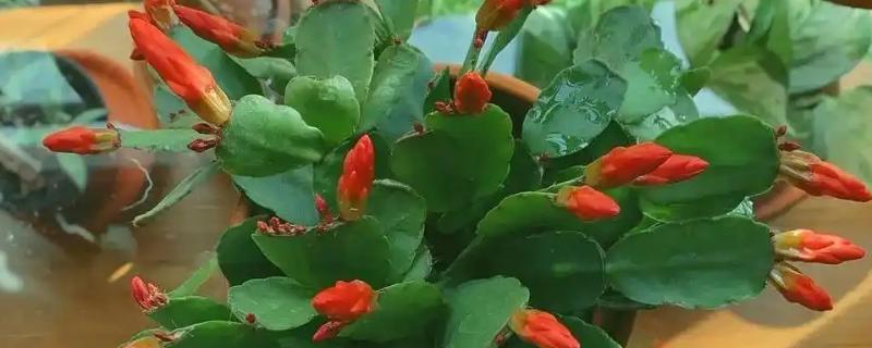 假昙花的养护方法，夏季要注意遮阴降温