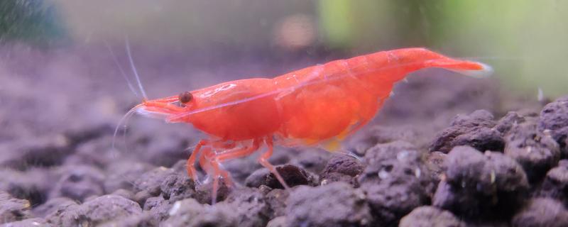 虾是不是胎生动物，会在4月份产卵繁殖