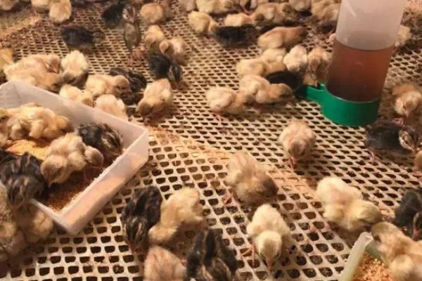 小鸡有哪些生活习性，其耐寒性差