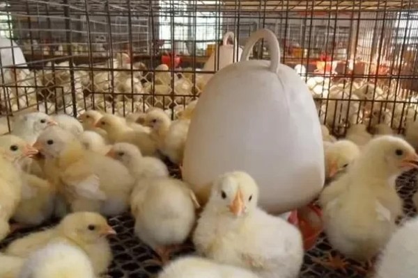 小鸡有哪些生活习性，其耐寒性差
