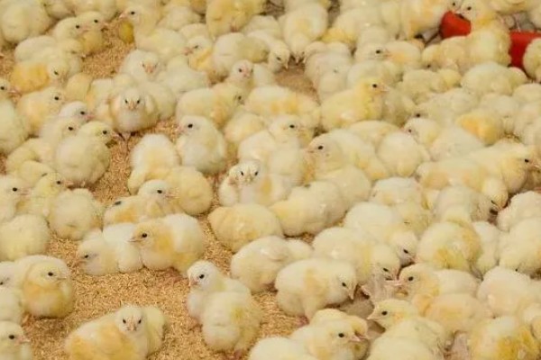 小鸡有哪些生活习性，其耐寒性差