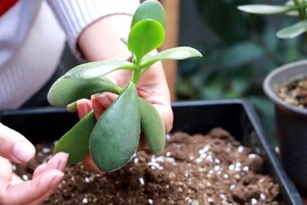 玉树能不能淋雨，淋雨后容易被灼伤或出现冻疮