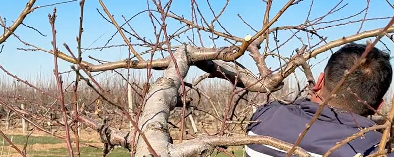 核桃树的整形复壮方法，幼树要培养树体骨架